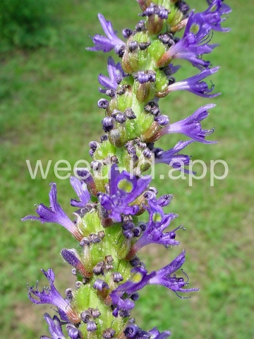 pickerelweed